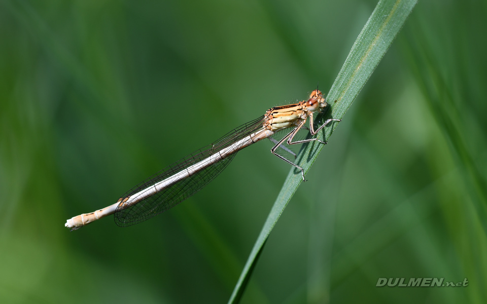 Blue Featherleg (Female, Platycnemis pennipes)